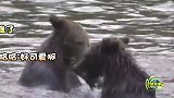 两只小熊在水中打架互扇对方脸 这身手也是没谁了