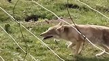 高原藏狐捕食土拨鼠