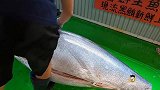 师父轻松分割几百斤金枪鱼，全靠手中这把斩刀，斩骨像切豆腐一样