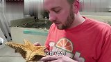 海星要怎么吃看老渔民切海星,钢管都敲瘪,太费劲了