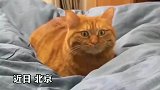 猫咪听到主人咳嗽表情逐渐惊恐