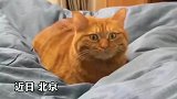 猫咪听到主人咳嗽表情逐渐惊恐