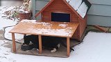 看这大雪的天儿,吃个饭还要躲在桌子下,真是好气啊!