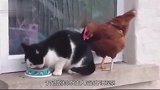 “好奇心害死猫”，猫咪误把鸡蛋当玩具，惨遭母鸡回巢殴打