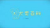 你会给狗狗洗澡吗