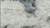 狗子锁喉巨蜥，你怎么敢下的手