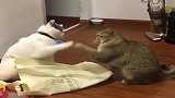 文明猫咪禁止打架斗殴，实在要打那就文明点打！