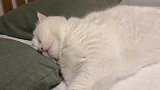 大白猫睡的真熟，怎么叫就是不醒