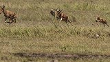 猎豹捕食小羚羊，却被路过的狒狒击退了，过程惨不忍睹！