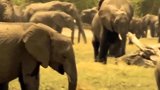 动物世界：大象群对抗鳄鱼试图拯救小象，大自然太残酷无情了
