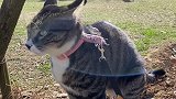 无情造土机 哈哥猫妹