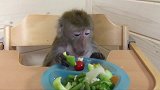 小猴子用餐时间，还坐上了儿童专用的用餐椅子