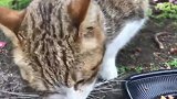 看看好心人是怎么喂养流浪猫的，第一次见，太感动了