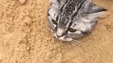 埋猫一时爽，洗猫原地炸！