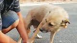 这只流浪狗被捉野兔夹给夹到，大哥给它摘了下来，这一刻真暖心