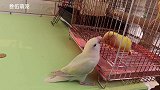 三只小鸟隔着笼子打架，看着像三个小孩在吵架好搞笑
