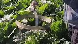 自制改装白菜修边机器，大爷真的很厉害