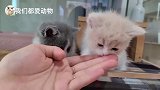 超萌小奶猫，两只猫互相打闹，太可爱了