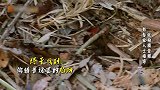 黄子韬被盗猎者的陷阱吓到，可怜的老虎就这样的捕杀