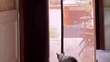 主人拍下小猫咪“双手”开门帘！