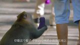 猴子太逗了，把小女孩抱来抱去的，当成自己孩子一样照顾