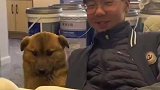 偶然拍到的小狗长得好像奥特曼，里面的那个啥怪兽