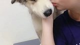 主人让洛洛亲他一下，看洛洛嫌弃的表情可爱了，结果搞笑了