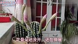 四十五秒能看到什么，就在眼前展现神奇的一幕，花儿绽放一瞬间