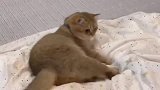 你见过气得直跺脚的猫咪吗超萌！