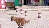 狗子遛弯不走寻常路，将路桩当跳板玩得不亦乐乎