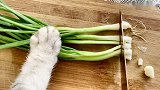 【料理猫王】本猫咪最拿手的一道菜，香爆花蛤，好吃又很简单