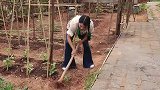 醉鸭肝这样做太好吃了，又香又嫩，下酒又下饭