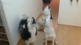 主人在3只哈士奇面前学猫叫，下一秒就体会到了鬼哭狼嚎！