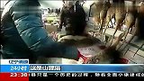 聚力守护-20140225-网店将保护动物当宠物叫卖 小熊猫16万1只[流畅版]