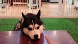 本以为遭受主人恐吓的二哈吓跑了，没想到居然做出这种举动，太逗