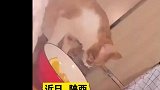 猫咪：你大点声，我听不见