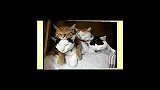 盘点大脸销魂猫“猫叔”超萌瞬间