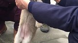 狗子看够了没，看够了就抱我回家吧！