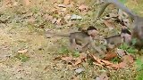 日子平淡，猴宝自己找点儿乐子