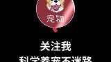 小鸡毛 金毛 金毛寻回犬目前是一个单独的品种了哦