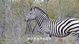 豹子追赶斑马多次进攻，斑马反击豹子爬树躲避，斑马逃过狩猎！