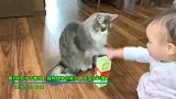 第块积木不能放！狸花猫怪异的举动，把宝宝吓懵了！
