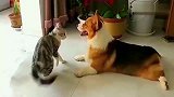 猫咪在狗狗面前耍威风，气势不能输，这操作厉害