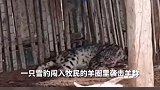 近日在新疆阿克苏地区，一只雪豹闯入牧民的羊圈袭击羊群，结果因为吃太饱，跳不出去，躺在羊圈里呼呼大睡。