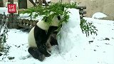 莫斯科动物园给大熊猫堆雪人 却被瞬间“拆卸”