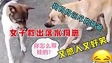 一女子救出落水狗崽，狗妈妈训斥狗爸爸的表情亮了，又感人又好笑