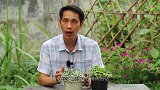 夏季养多肉，摆放位置对了不干枯不黑腐，摆放错了，根系容易腐烂