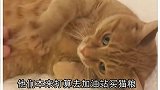 真正的招财猫，一对夫妻中了100万英镑大奖，多亏了自家的橘猫