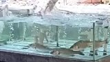 男童站超市鱼池内玩水