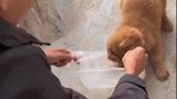 本来想给你找个玩伴，结果下一秒